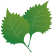 シソ(大葉)