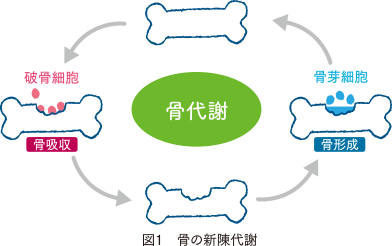 骨粗しょう症とは